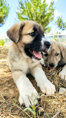 Puppy, Anadolu Çoban Köpeği. Bahçede kardeşiyle oynuyor...