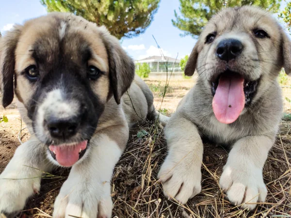 Cachorro Perro Pastor Anatolia Jugando Con Hermano Jardín — Foto de Stock