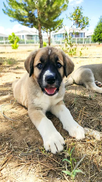 Cachorro Perro Pastor Anatolia Primer Plano Retrato Anatolian Shepherd Dog — Foto de Stock