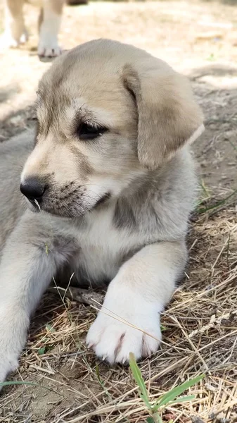 Valpen Den Anatoliska Herdehunden Närbild Porträttanatoliska Shepherd Dog Valp Spelar — Stockfoto