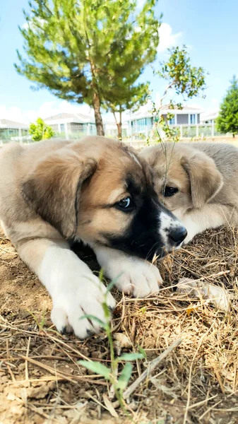 Cachorrinho Cão Pastor Anatólia Brincando Com Seu Irmão Jardim — Fotografia de Stock