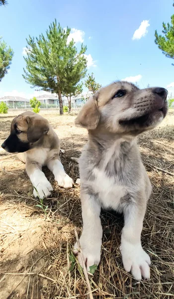 Valpen Den Anatoliska Herdehunden Leker Med Sin Bror Trädgården — Stockfoto