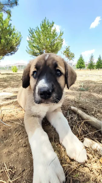 Cachorro Perro Pastor Anatolia Primer Plano Retrato Anatolian Shepherd Dog — Foto de Stock