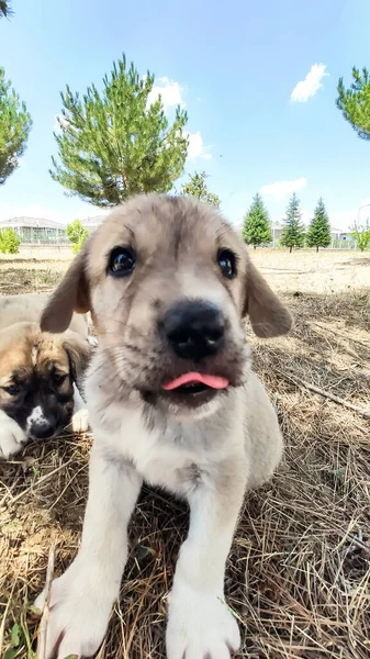 Welpe Anatolischer Schäferhund Nahaufnahme Portraitanatolischer Schäferhund Welpe Beim Spielen Garten — Stockfoto