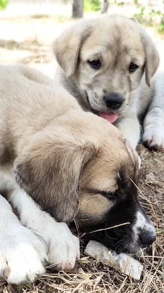 Cachorrinho Cão Pastor Anatólia Brincando Com Seu Irmão Jardim — Fotografia de Stock