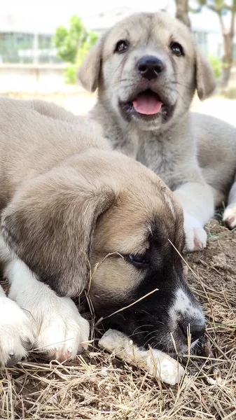 Cachorro Perro Pastor Anatolia Jugando Con Hermano Jardín — Foto de Stock