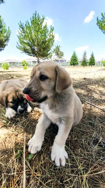 Cachorro Perro Pastor Anatolia Jugando Con Hermano Jardín — Foto de Stock