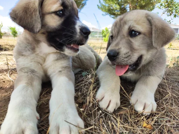 Welpe Anatolischer Schäferhund Spielen Mit Seinem Bruder Garten — Stockfoto