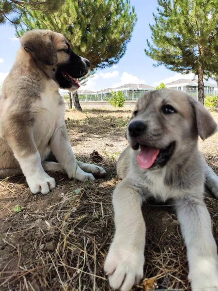 Cachorro Perro Pastor Anatolia Jugando Con Hermano Jardín — Foto de Stock