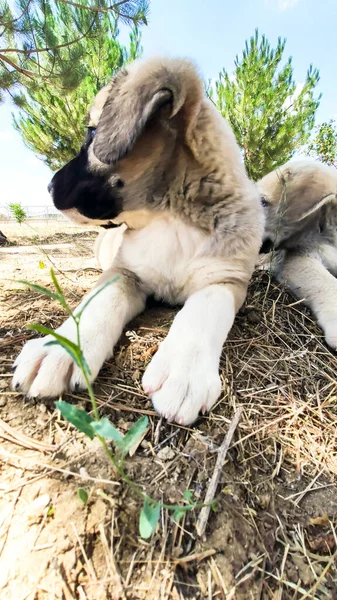 Cachorro Perro Pastor Anatolia Primer Plano Retrato Anatolian Shepherd Dog — Foto de Stock