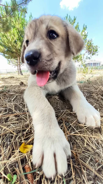 Valpen Den Anatoliska Herdehunden Närbild Porträttanatoliska Shepherd Dog Valp Spelar — Stockfoto