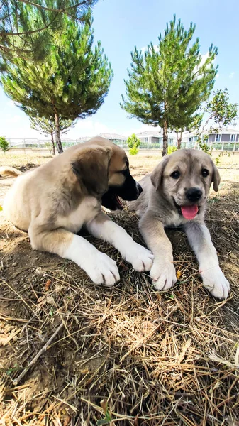 Cachorro Perro Pastor Anatolia Jugando Con Hermano Jardín — Foto de Stock