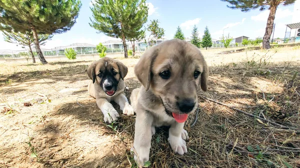 Cachorro Perro Pastor Anatolia Jugando Con Hermano Jardín Imágenes De Stock Sin Royalties Gratis