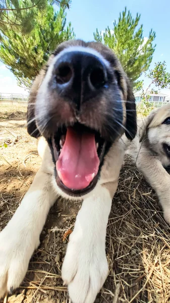 Cachorro Perro Pastor Anatolia Primer Plano Retrato Anatolian Shepherd Dog Imágenes De Stock Sin Royalties Gratis