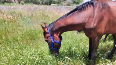 Kırsalda yeşil bir çayırda, yaz gününde otlayan kahverengi bir at..