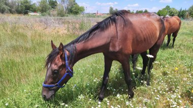 Kırsalda yeşil bir çayırda, yaz gününde otlayan kahverengi bir at..