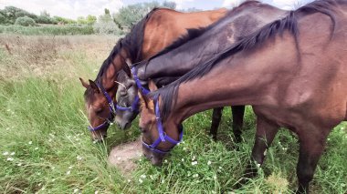 Kahverengi atlar bir yaz günü kırsalda yeşil bir çayırda otluyor..
