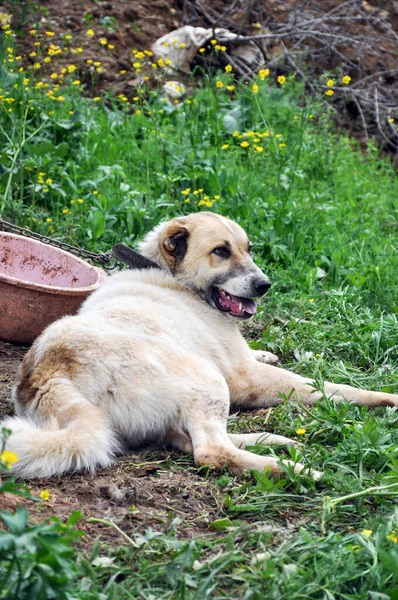 Perro Pastor Anatolia Descansando Jardín — Foto de Stock