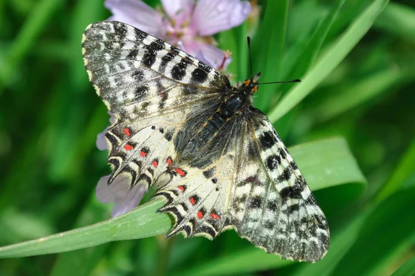 Makrofoto Des Schmetterlings Schwebt Frühling Vor Dem Sommer — Stockfoto