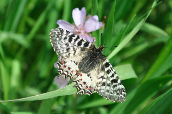 Makrofoto Des Schmetterlings Schwebt Frühling Vor Dem Sommer — Stockfoto