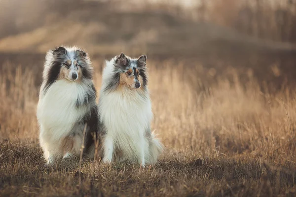 Collie Hond Collie Een Kenmerkende Soort Herding Hond Met Inbegrip — Stockfoto