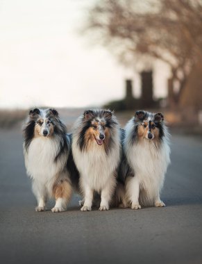 Collie köpek collie köpek, birçok ilgili landraces ve resmi doğurmak hayvan sürüsü, kendine özgü bir türüdür. İskoçya ve Kuzey İngiltere kökenli doğurmak