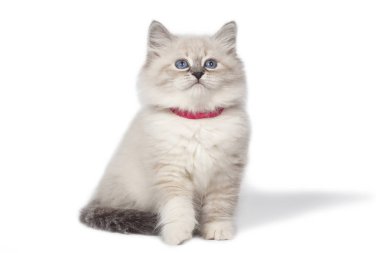 Kabarık küçük kedi, beyaz bir arka plan üzerinde Neva maskeli balo.