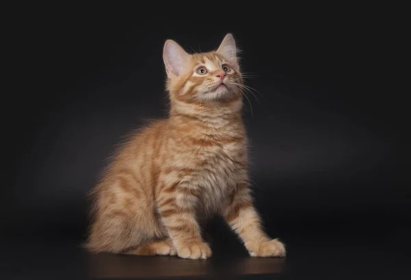 Red Cute Little Cat Black Background Studio Shot — Stock Photo, Image