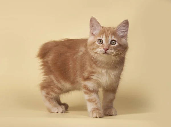 Studio Krem Zemin Üzerine Kırmızı Şirin Küçük Yavru Kedi — Stok fotoğraf