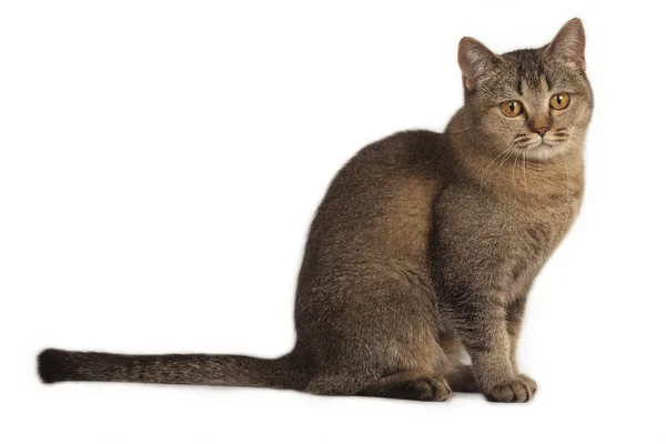 Young Playful Kitty Posing White Background — Stock Photo, Image