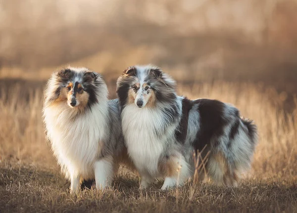 Collie Dog The collie is a distinctive type of herding dog, including many related landraces and formal breeds. The breed originated in Scotland and Northern England