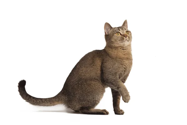 Young Playful Kitty Posing White Background — Stock Photo, Image