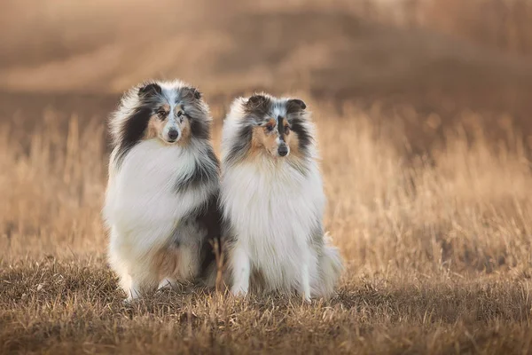 Collie köpek collie köpek, birçok ilgili landraces ve resmi doğurmak hayvan sürüsü, kendine özgü bir türüdür. İskoçya ve Kuzey İngiltere kökenli doğurmak