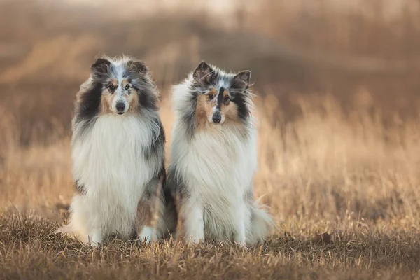 Collie köpek collie köpek, birçok ilgili landraces ve resmi doğurmak hayvan sürüsü, kendine özgü bir türüdür. İskoçya ve Kuzey İngiltere kökenli doğurmak