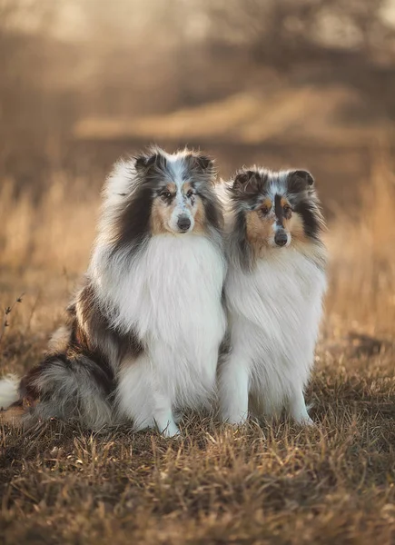 Collie köpek collie köpek, birçok ilgili landraces ve resmi doğurmak hayvan sürüsü, kendine özgü bir türüdür. İskoçya ve Kuzey İngiltere kökenli doğurmak
