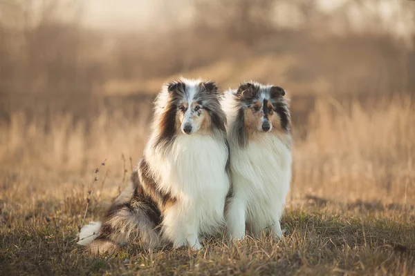 Collie Dog The collie is a distinctive type of herding dog, including many related landraces and formal breeds. The breed originated in Scotland and Northern England