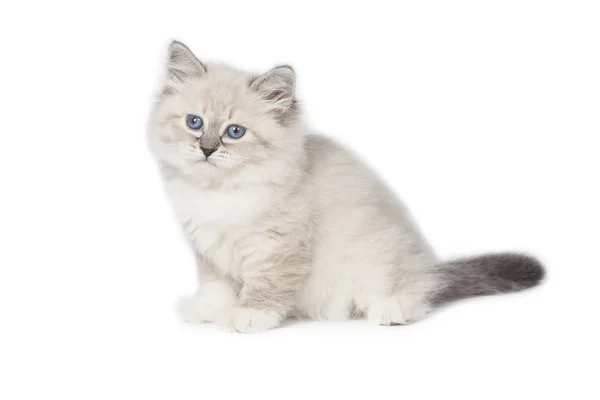 Piccolo Gatto Soffice Neva Mascherata Uno Sfondo Bianco — Foto Stock