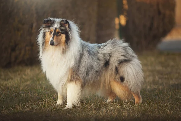 Collie Dog Collie Distinctive Type Herding Dog Including Many Related — Stock Photo, Image