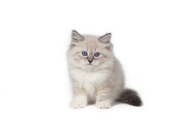 Fluffy Little Cat Neva Masquerade White Background — Stock Photo, Image