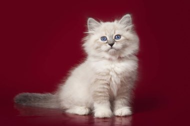 kırmızı bir arka plan üzerinde poz yavru kedi Neva maskeli balo