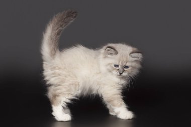 siyah bir arka plan üzerinde poz yavru kedi Neva maskeli balo