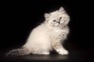 siyah bir arka plan üzerinde poz yavru kedi Neva maskeli balo