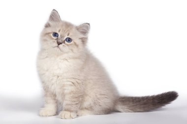 Kabarık küçük yavru kedi, beyaz bir arka plan üzerinde Neva maskeli balo.