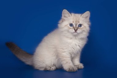 mavi bir arka plan üzerinde poz yavru kedi Neva maskeli balo
