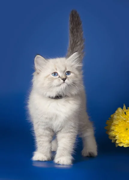 Kitten Neva Masquerade Posing Blue Background — Stock Photo, Image