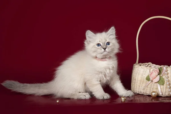 Ragdoll Moelleux Beau Chat Blanc Aux Yeux Bleus Posant