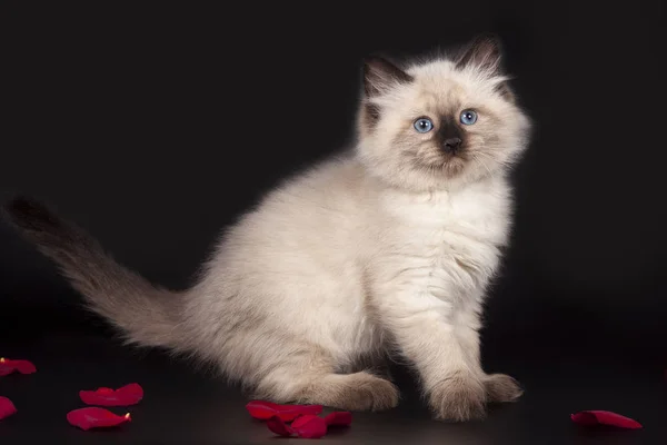 Pluizige Witte Mooie Kitten Nevskaya Maskerade Met Blauwe Ogen Poseren — Stockfoto