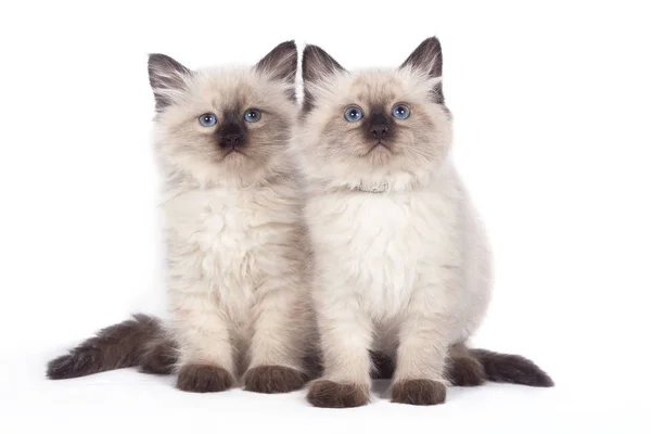 Two Fluffy Kittens Nevsky Masquerade White Background — Stock Photo, Image