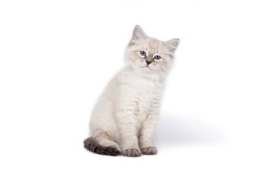 beyaz arkaplandaki kedi.