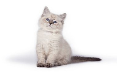 Beyaz bir arka plan üzerinde oturan komik şirin yavru kedi